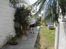 rubber plant3.JPG